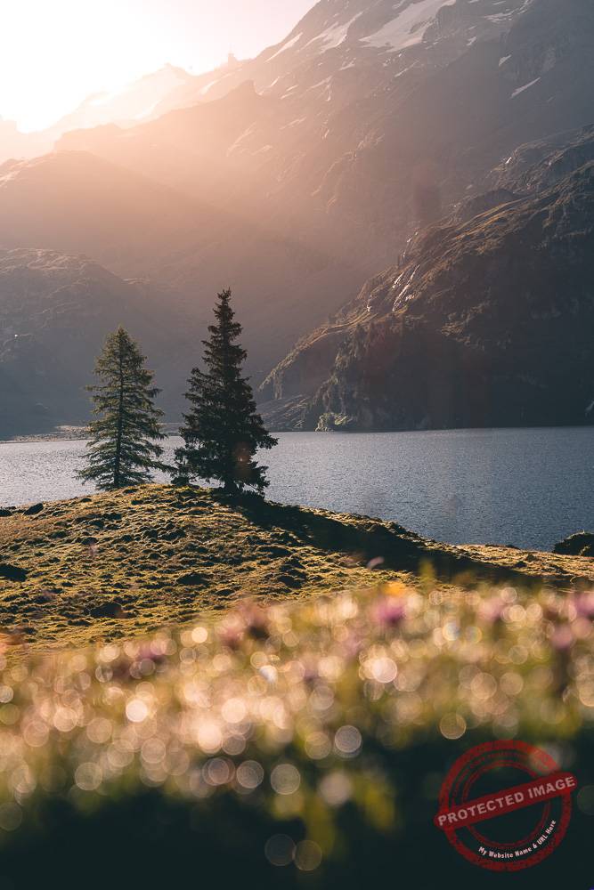 Sony_Alpha_raw_ edit Engstlenalp Tanne bei Sonnenaufgang unbearbeitet mit Lightroom