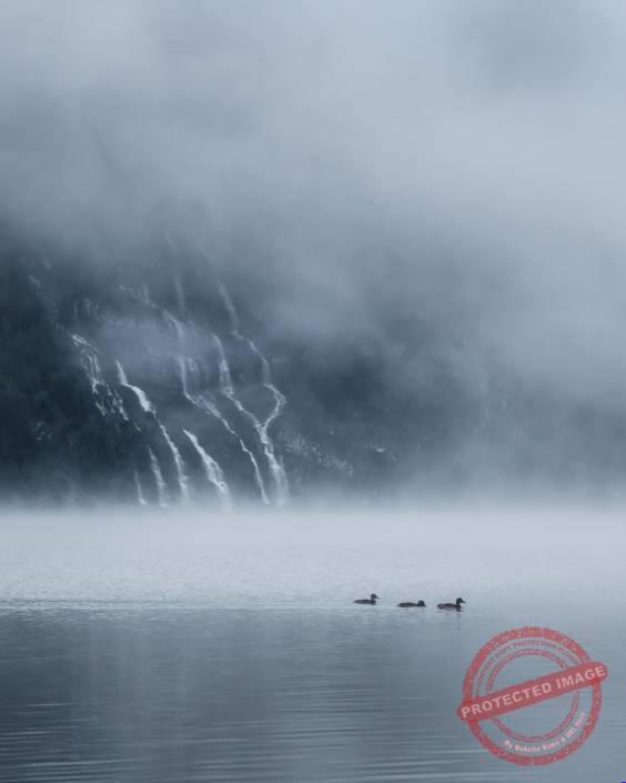 Oeschinensee im Nebel mit Enten Berner Oberland