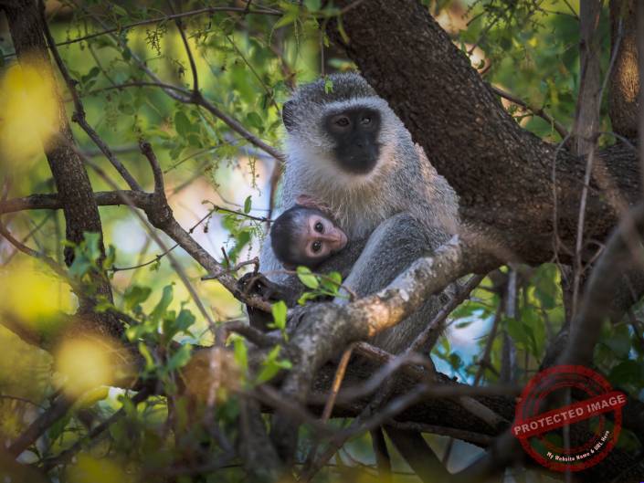 Southafrica 210006