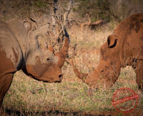 Nashorn krüger nationalpark Safari