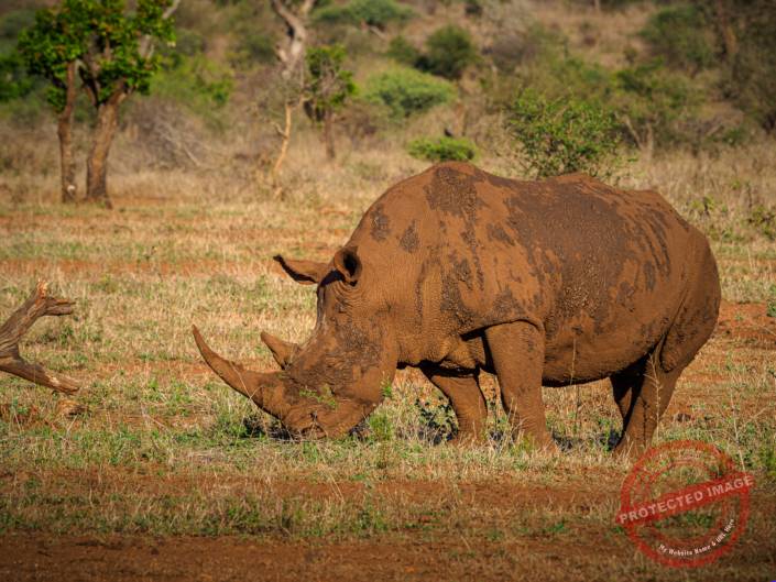 Nashorn krüger nationalpark Safari