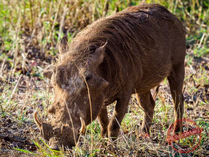 warzenschwein krüger nationalpark Safari