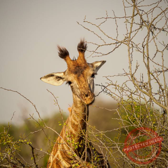 Giraffe krüger nationalpark Safari