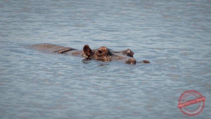 Nilpferd krüger nationalpark Safari