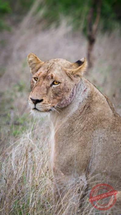 Löwe krüger nationalpark Safari