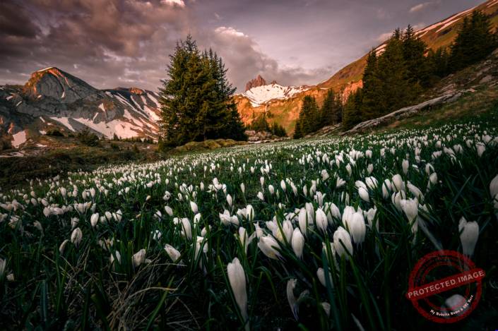 Berneroberland Blumenmeer