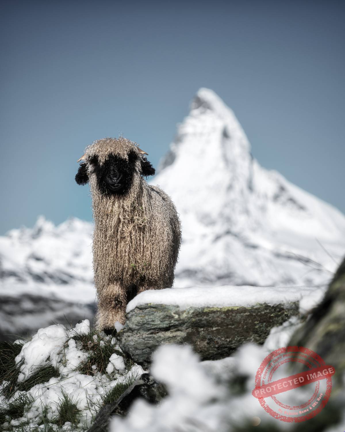 Wallis_7 Matterhorn mit Schwarznasenschaf