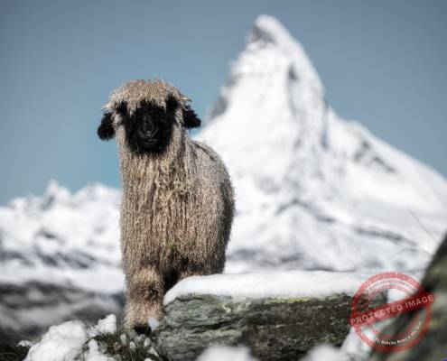 Matterhorn mit Schwarznasenschaf
